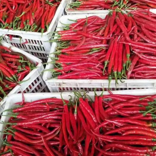 枝江市 精品红线椒大量批发，精品