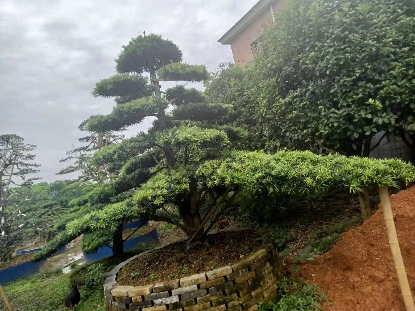 小叶罗汉松  精品异型罗汉松