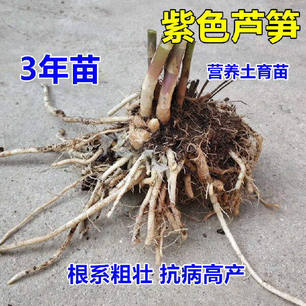 芦笋根  紫色芦笋苗