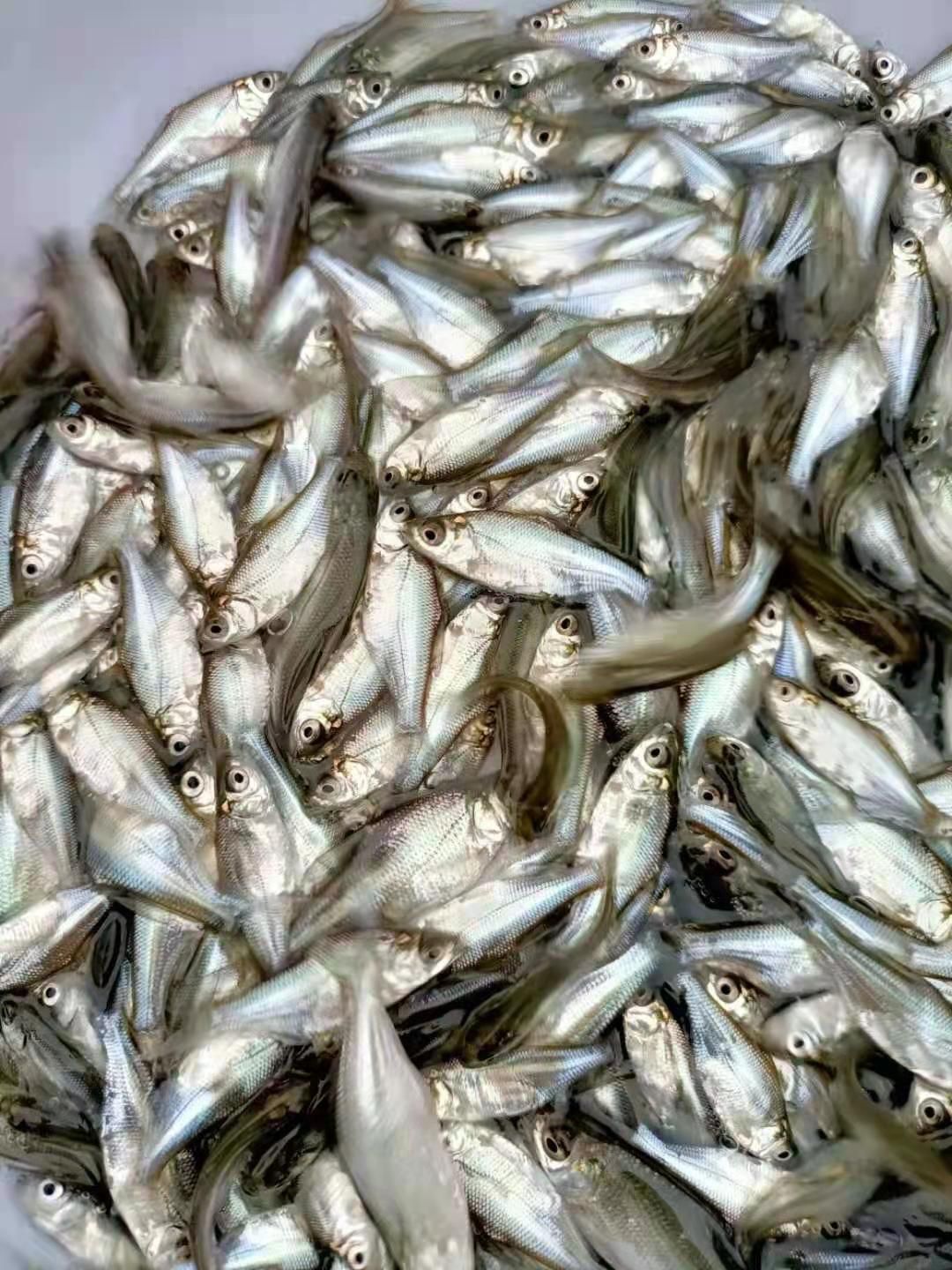 淡水巴沙鱼苗