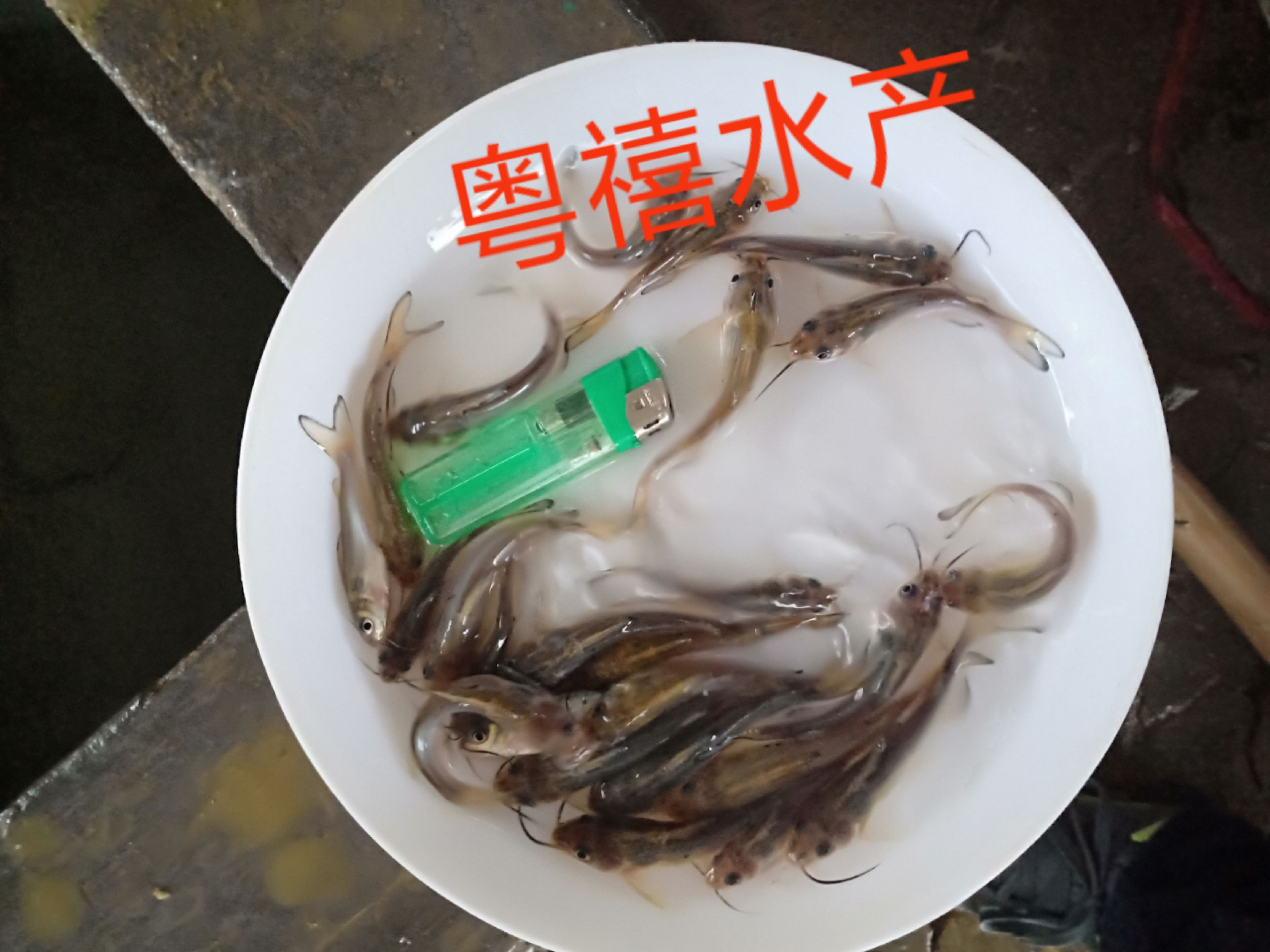 钳鱼苗3-5cm