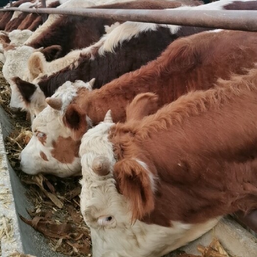 定襄县西门塔尔牛 肉牛西门塔尔公牛犊苗批发