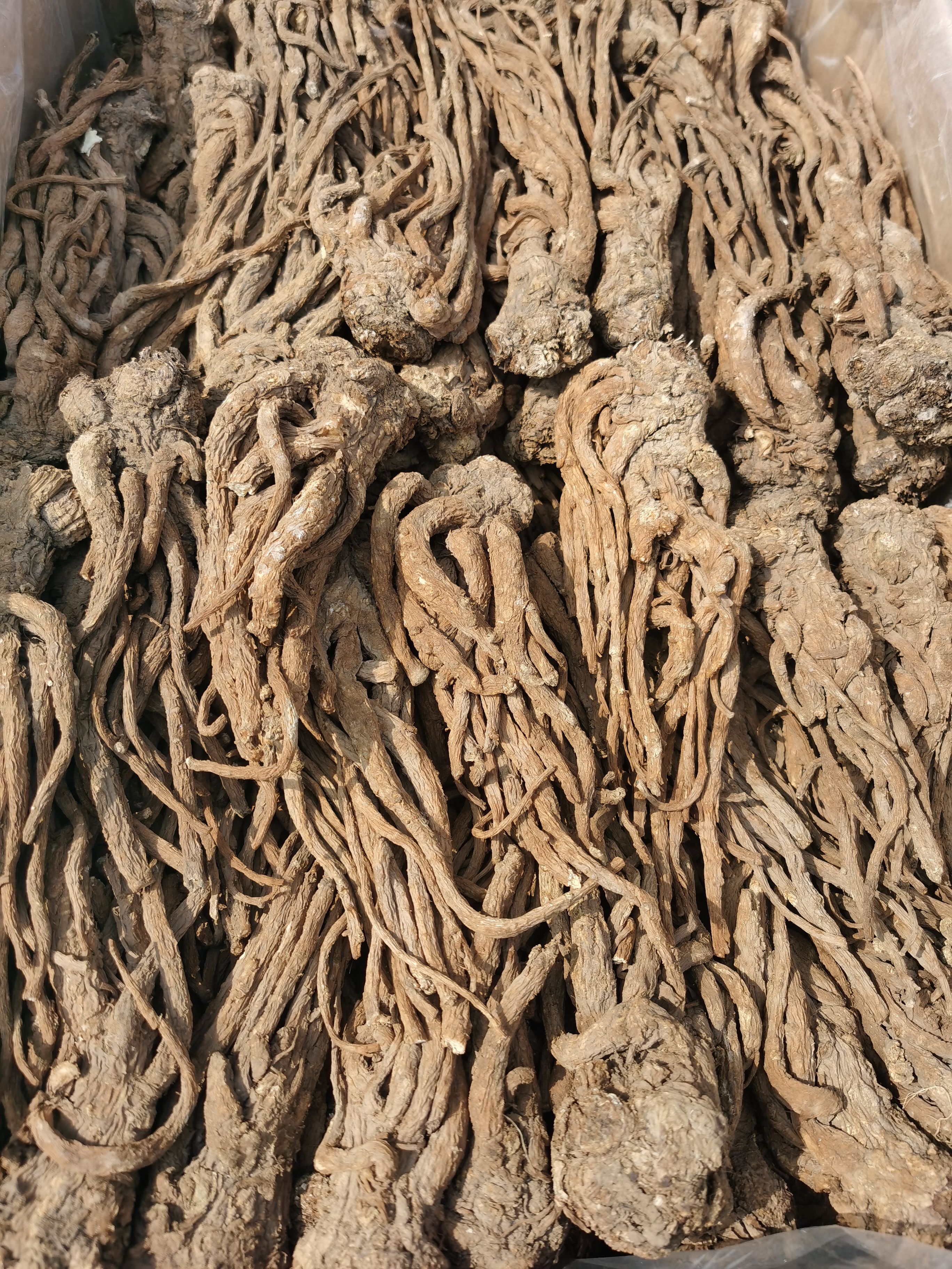 当归头片 公斤无硫当归 新货无硫 含量足 气味浓色泽自然