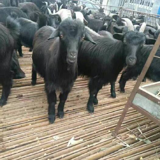 威宁县 放养黑山羊。