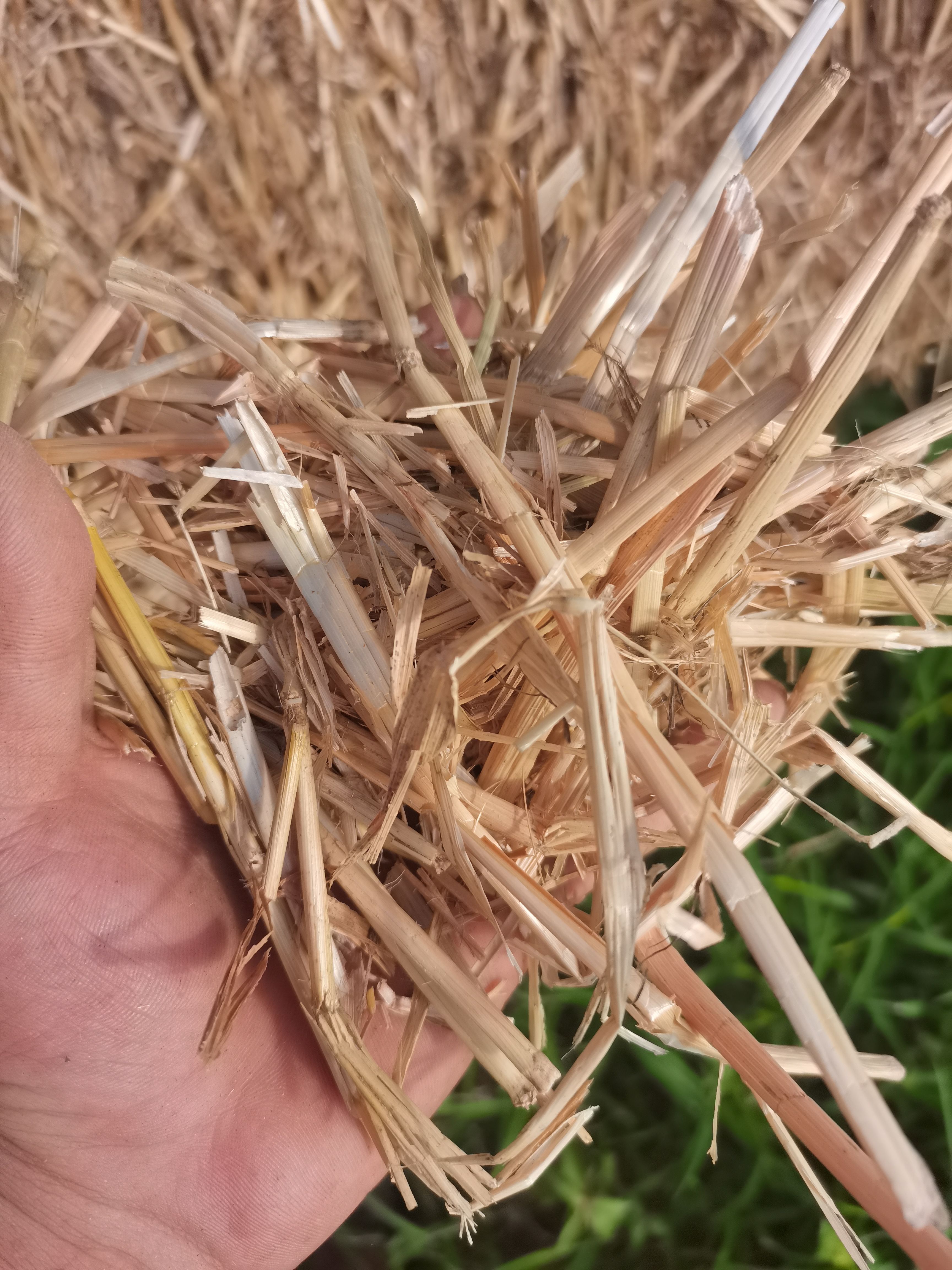 优质小麦秸秆2021新柔丝麦秸