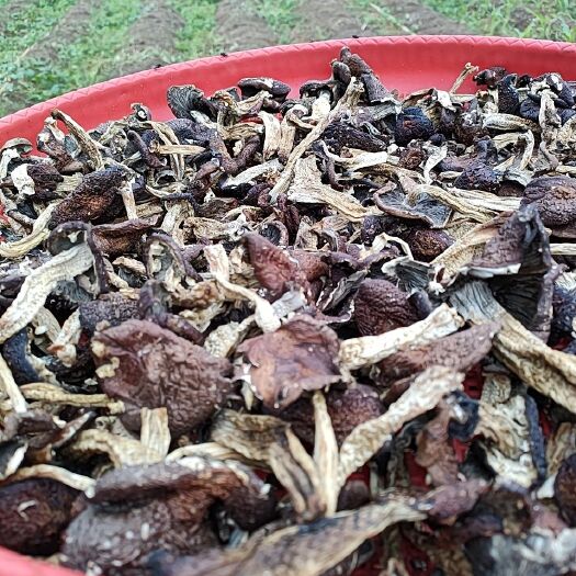 宣威市 赤松茸干货