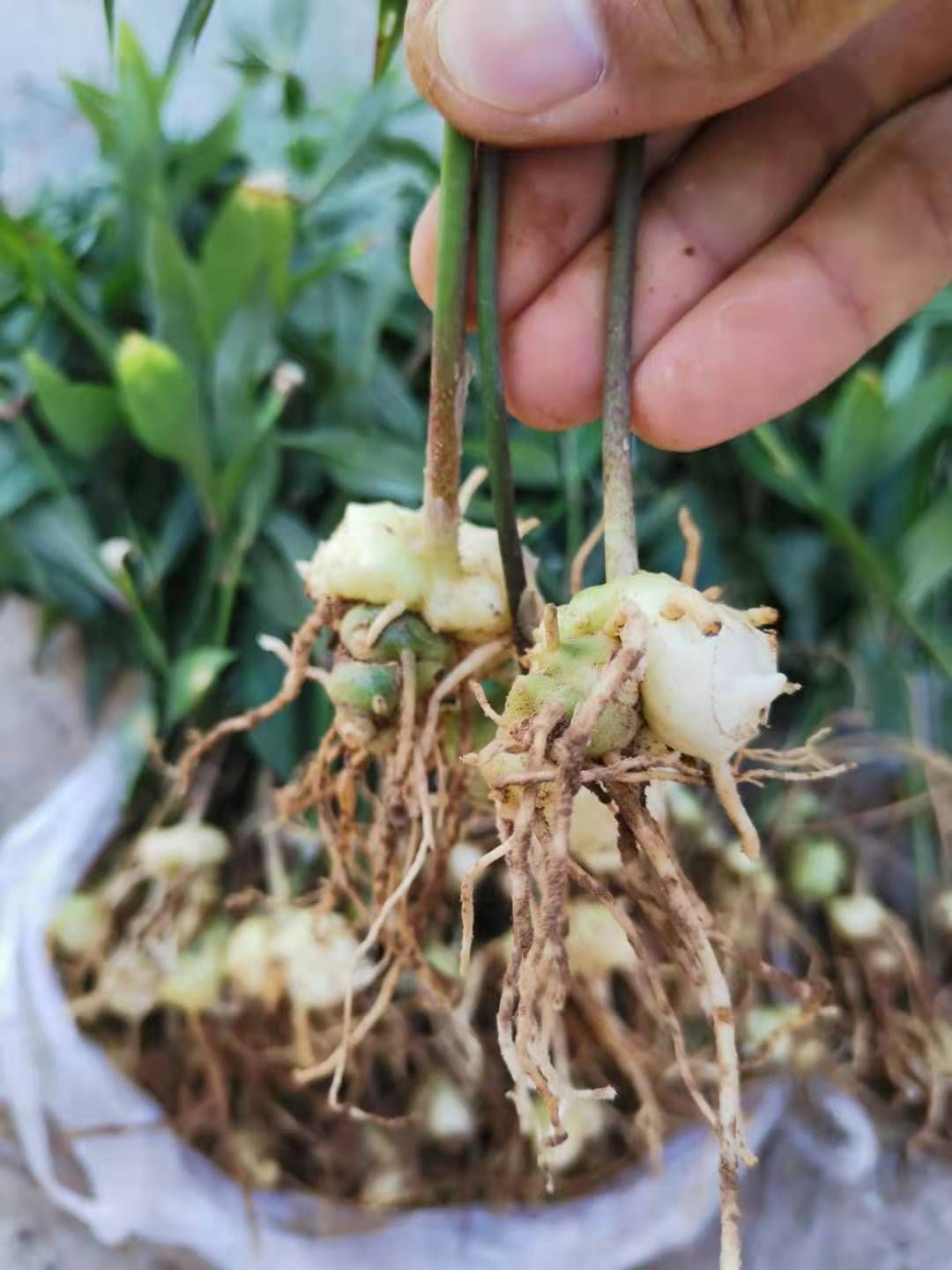 黄精种苗  滇黄精苗红花滇黄精二年苗