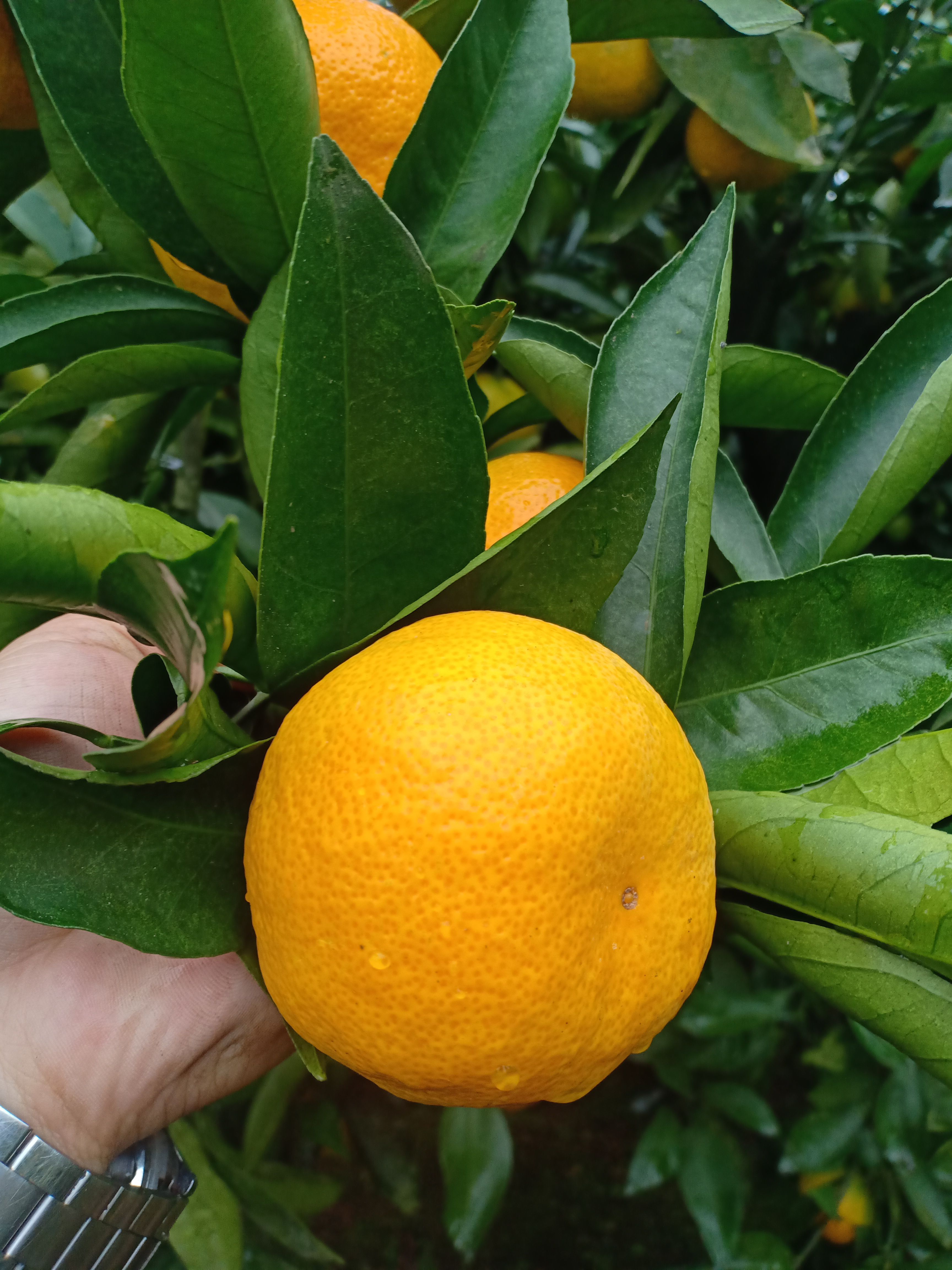 蜜桔  四川特早蜜橘，皮薄味甜。8月中旬大量上市，欢迎各位老板来产地