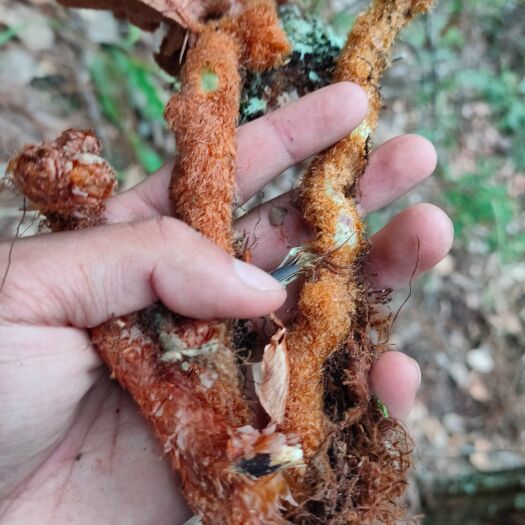 福贡县骨碎补 骨碎朴