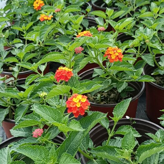 长沙草花 多年生五色梅