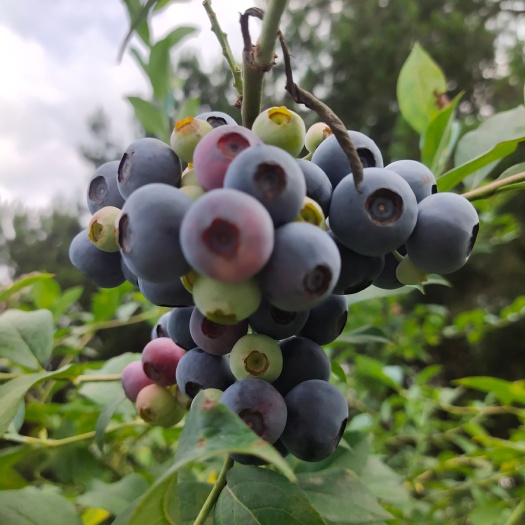 薄雾蓝莓  蓝莓