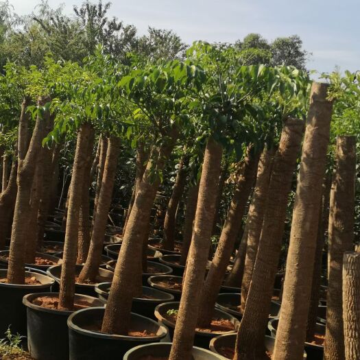 宜良县幸福树盆栽 鑫悦苗圃出售一批大富贵，有需要的联系