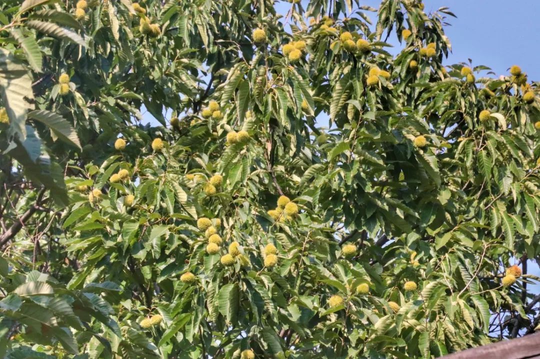  这里是板栗之乡，物美价廉，诚信为本，都是自家产品，欢迎采购