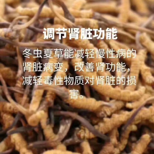 雅江县甘孜虫草 虫草