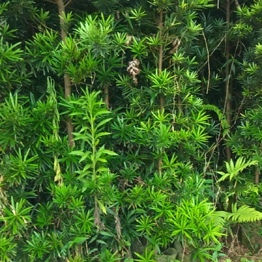 苍梧县大叶罗汉松  罗汉松假植苗！