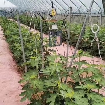 红皎阳激光植物补光灯大棚种植樱桃葡萄蓝莓无花果仿太阳光植物灯