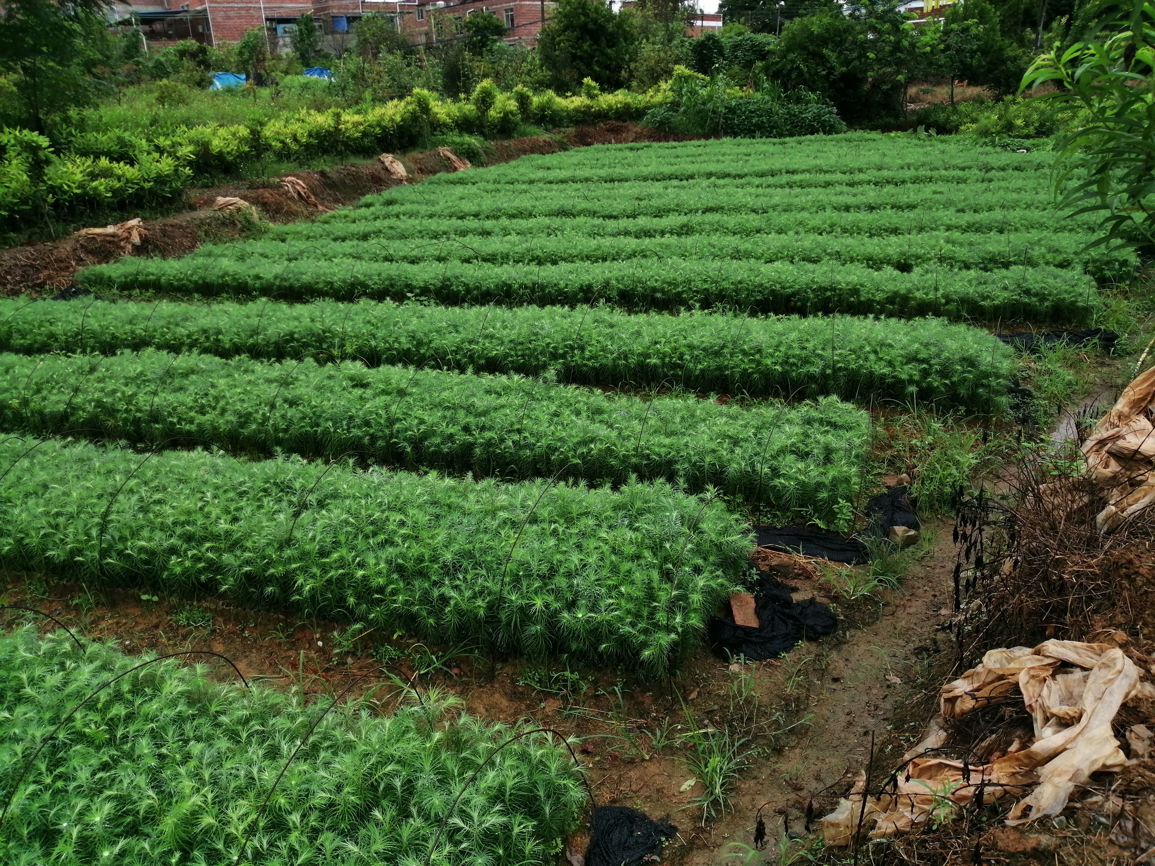 杉木树苗  杉木营养杯苗！