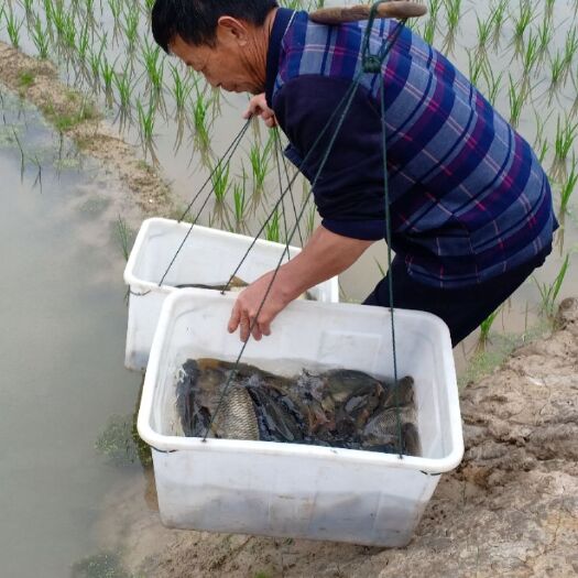 重庆市 稻田鲤鱼两千斤，品质好！无异味！