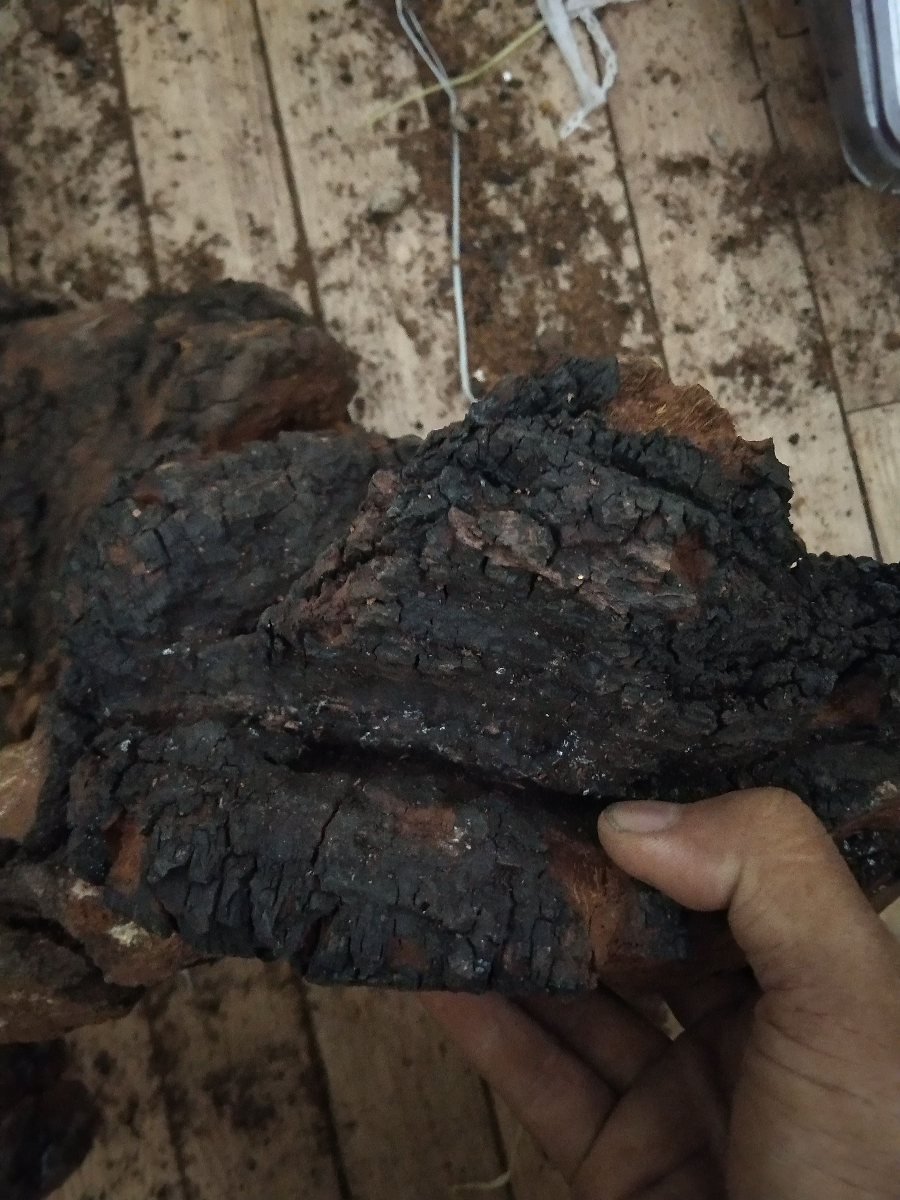 俄罗斯桦树茸  通货桦树茸