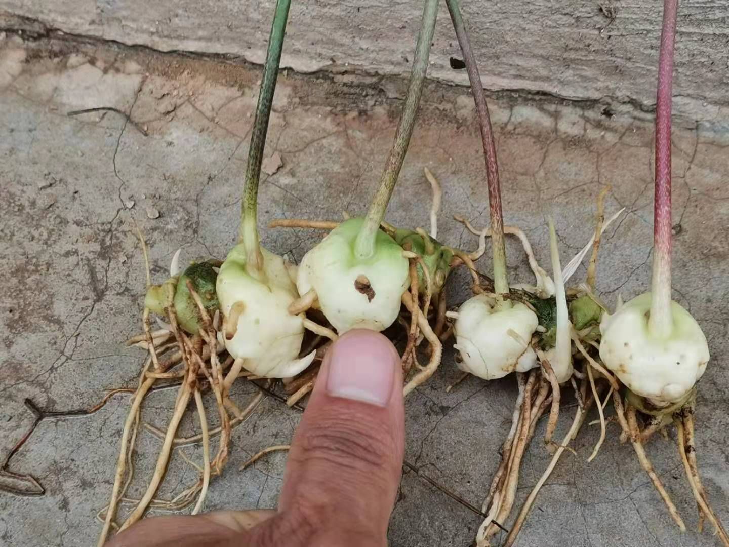 黄精种苗  滇黄精苗红花滇黄精二年苗