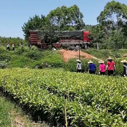 苍梧县火力楠木苗  长期供应火力楠营养杯苗！