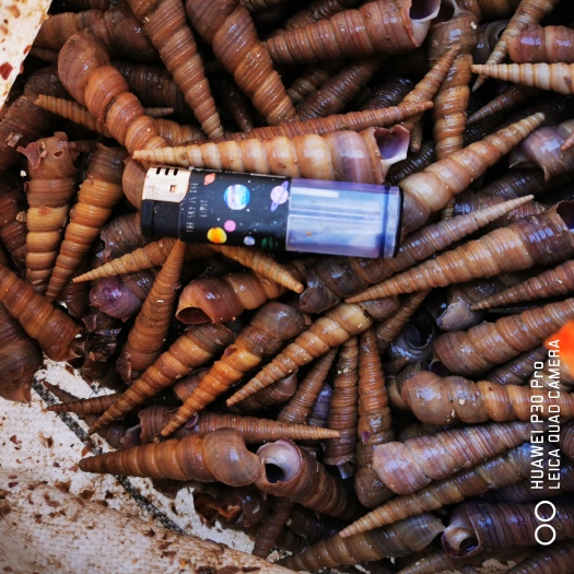 连云港连云港大钉螺去尾