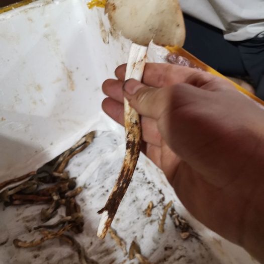 九龙县 鸡枞菌