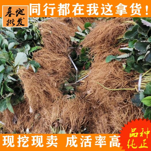 济南隋珠草莓苗批发 脱毒隋珠草莓苗 现挖现发 成活率高 品种纯正