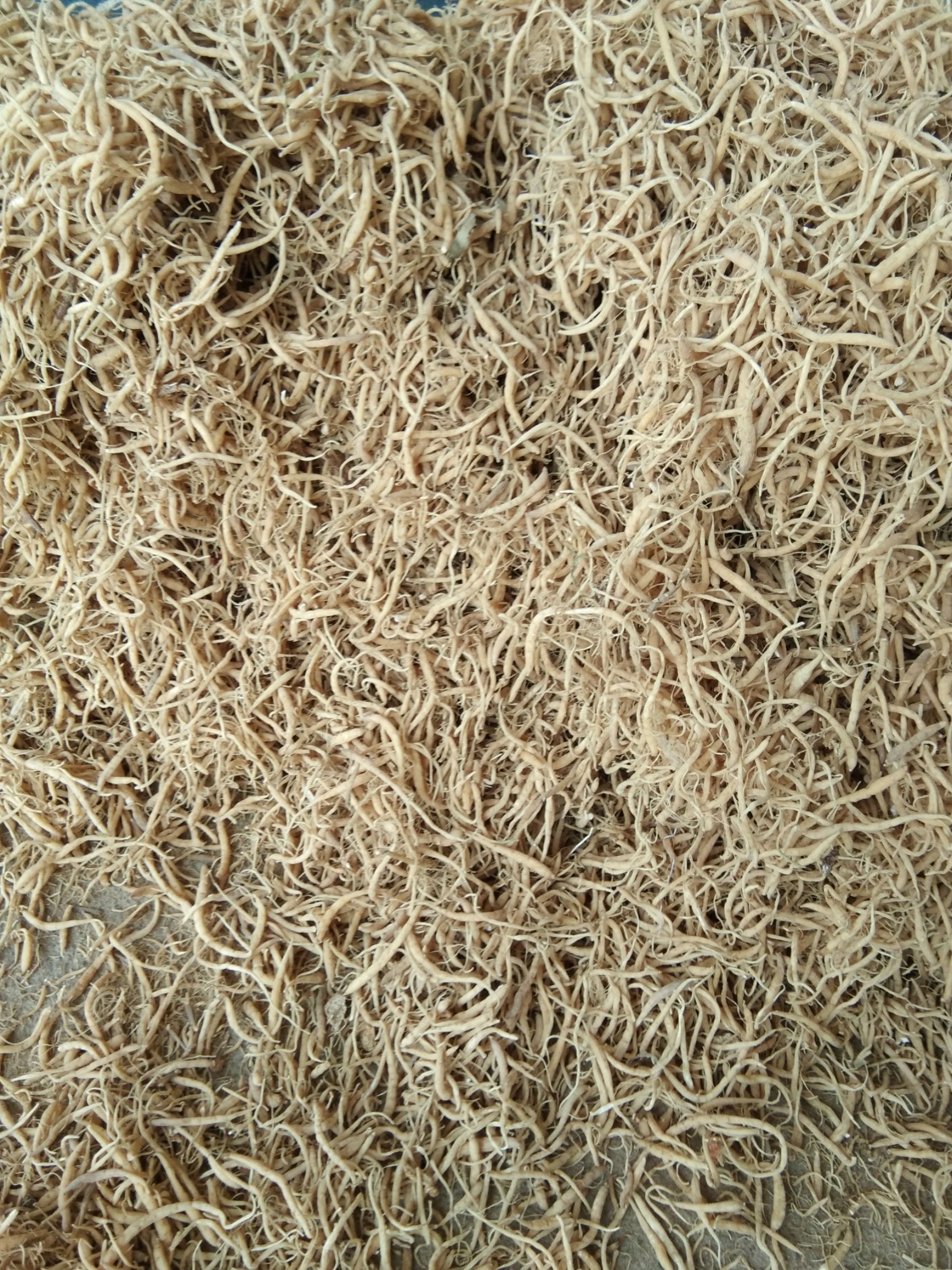 太子参，太子参味甘，性温。入心、脾、肺三经。