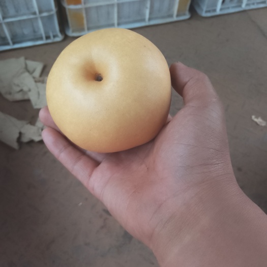 砀山县 砀山元皇梨，丰水梨，皇冠梨已经大量上市了！