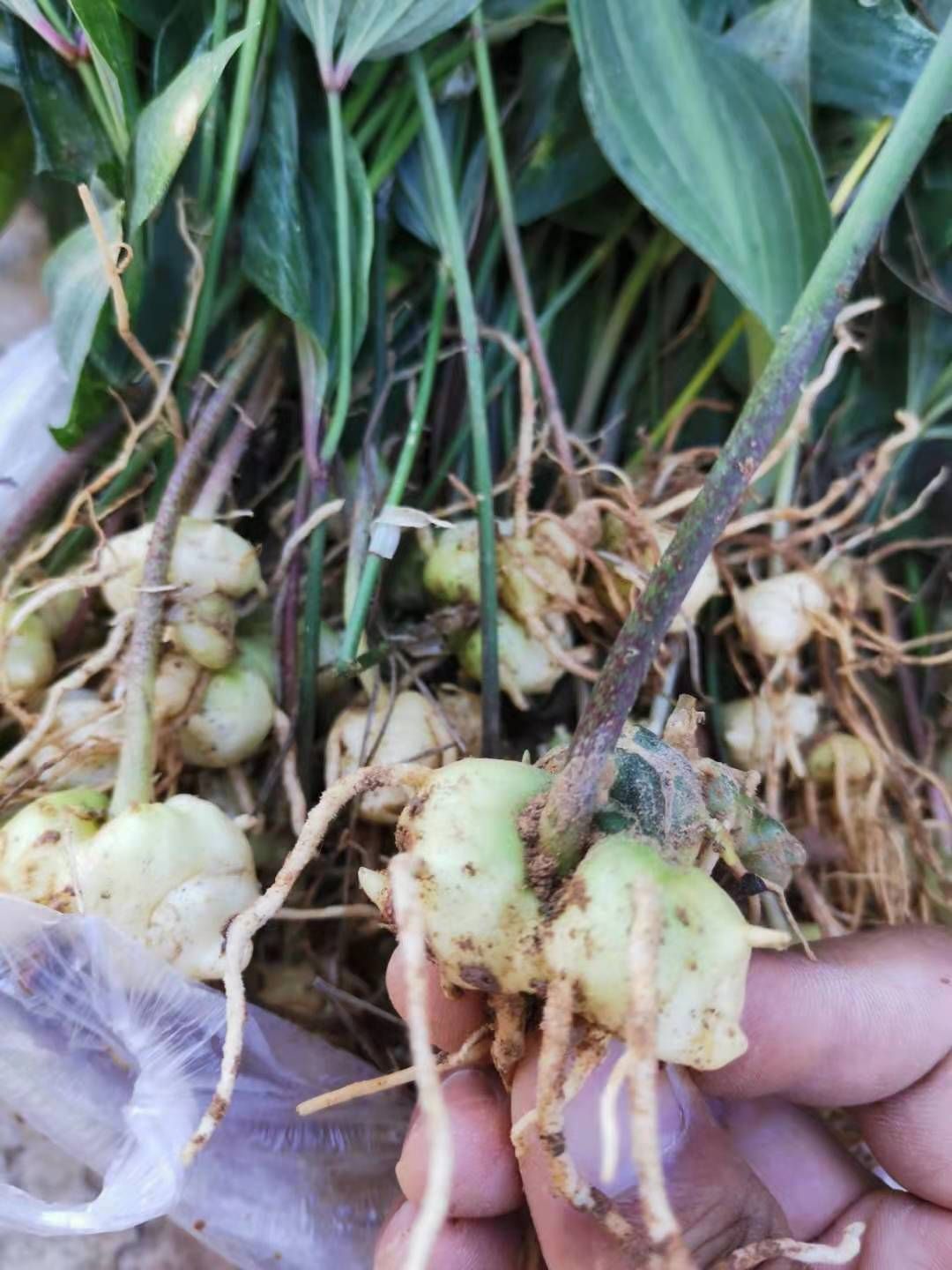 黄精种苗  滇黄精苗红花滇黄精二年苗