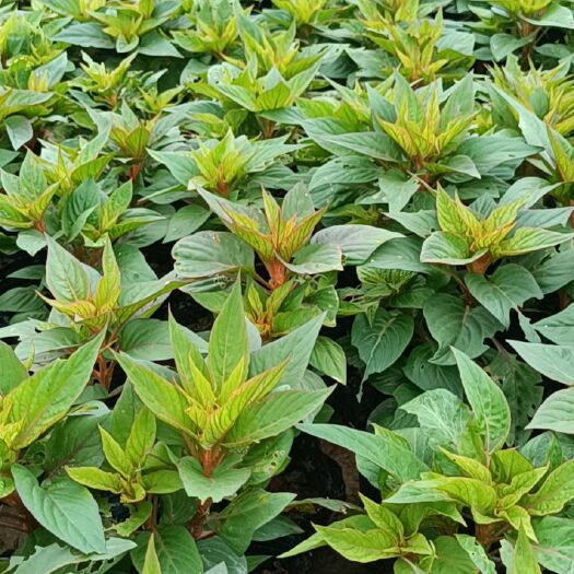 长沙草花 多花量大从优