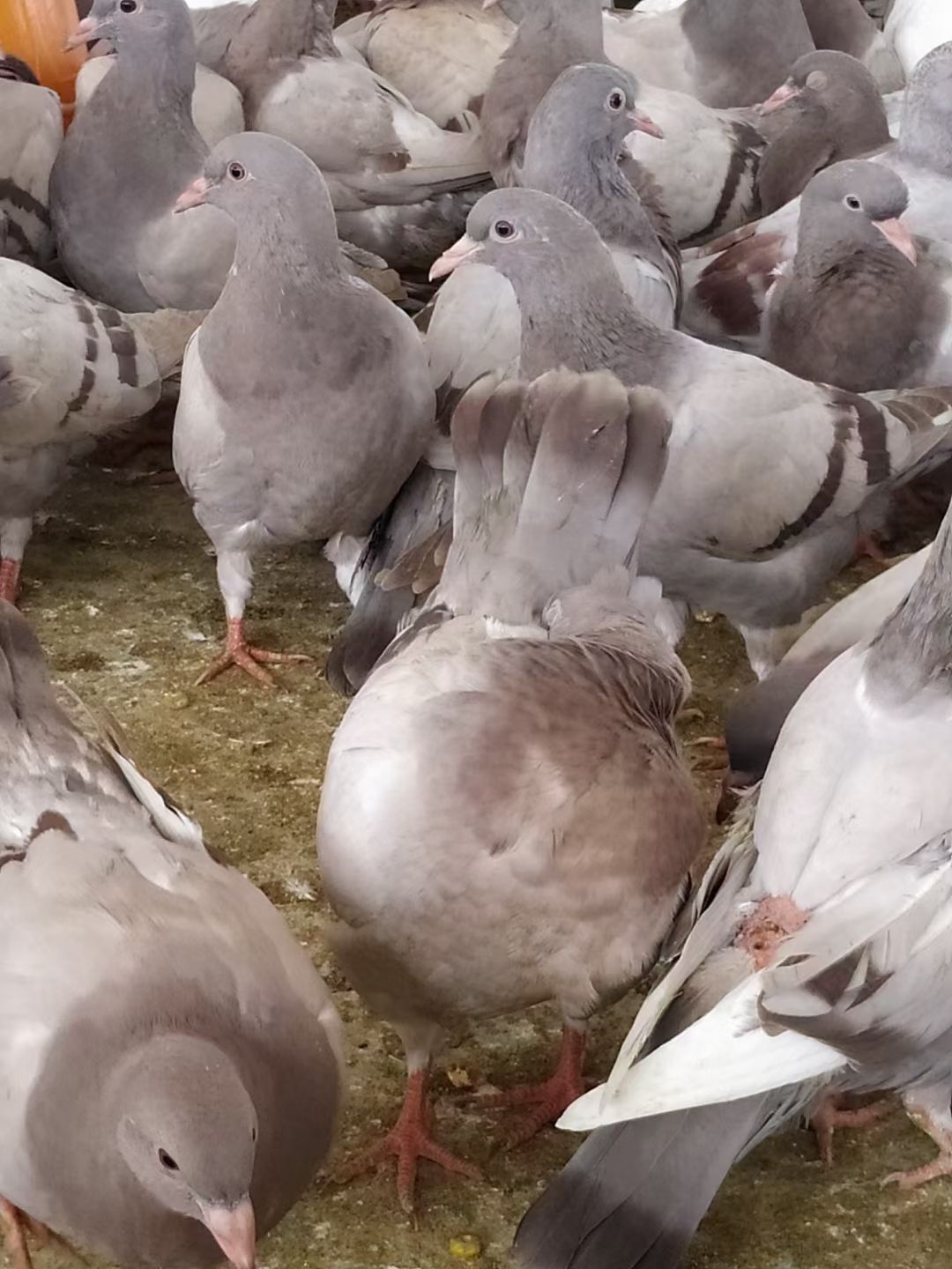 白鸽 中鸽、欢迎批发零售、有量、有价