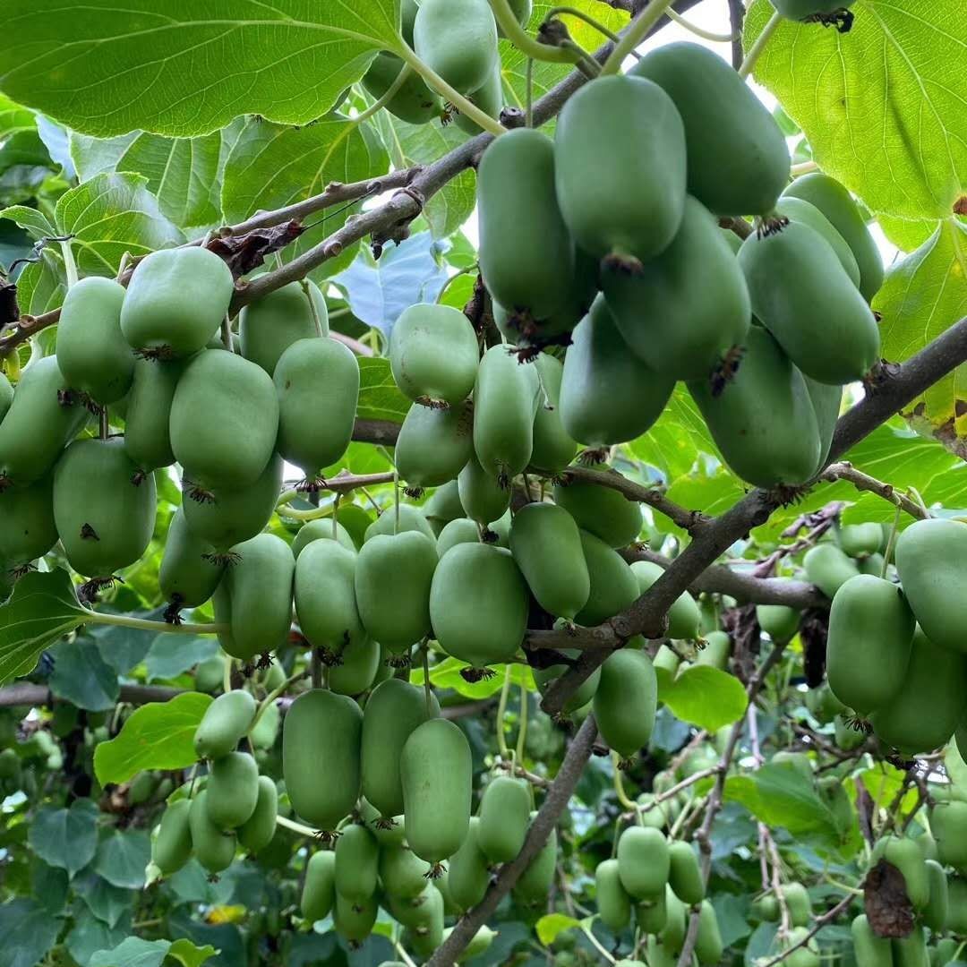 软枣猕猴桃苗  魁绿：三年大苗，极耐寒品种，亩产4000斤左