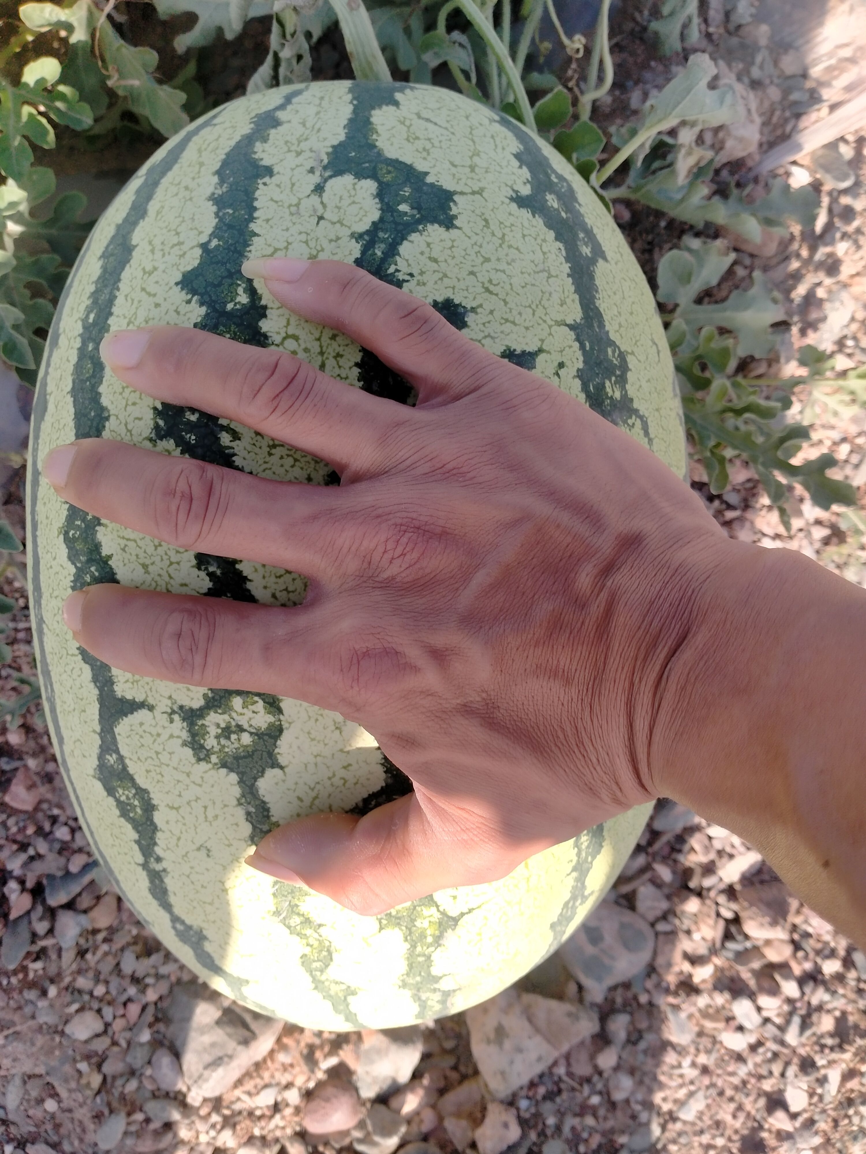 金城5号西瓜  正宗宁夏石缝瓜，十二斤起步，平均二十斤左右甜度达十三以上