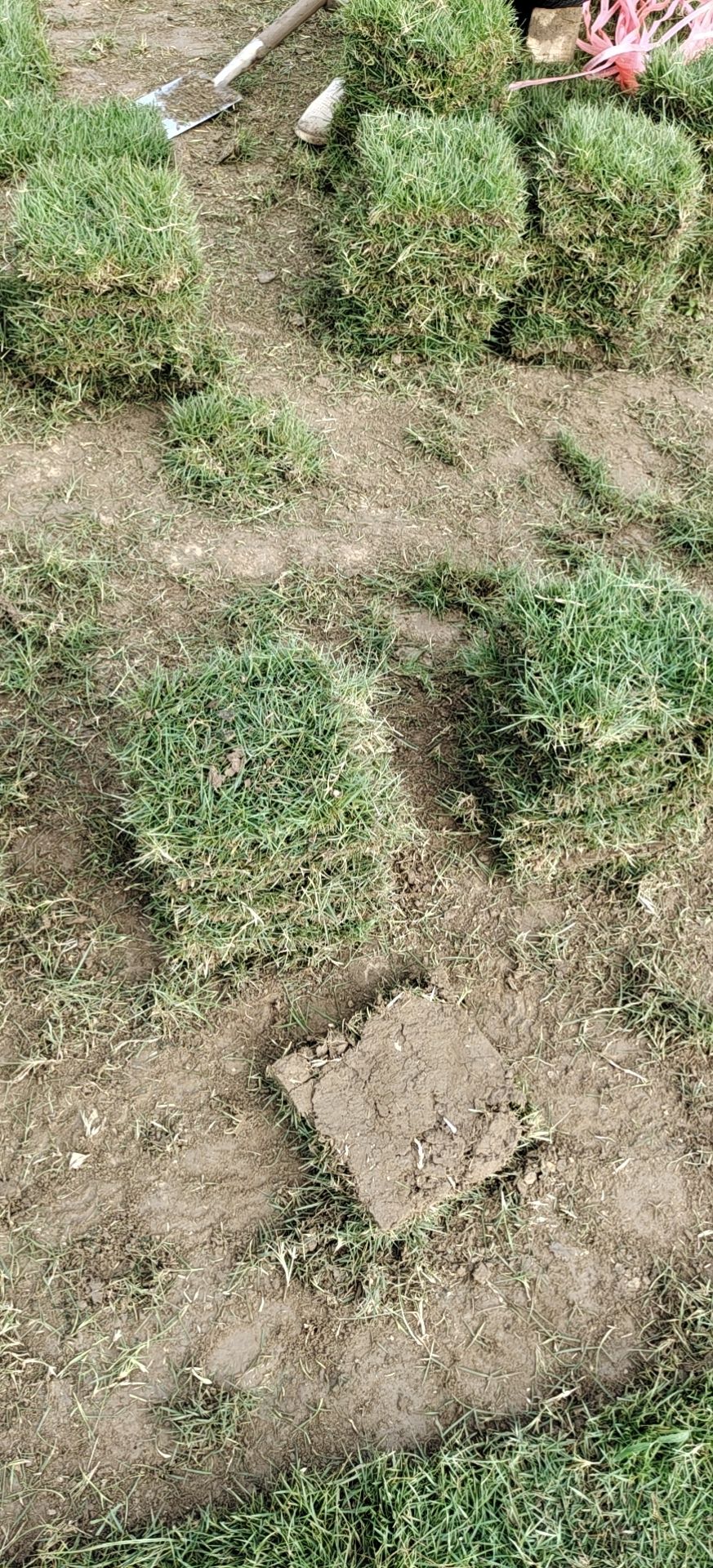 四季青 马泥拉草皮