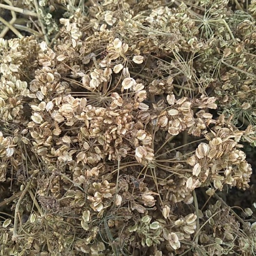 纯新白芷种子，芽率90%以上，包回收