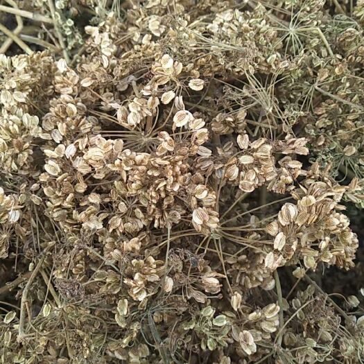 亳州纯新白芷种子，芽率90%以上，包回收