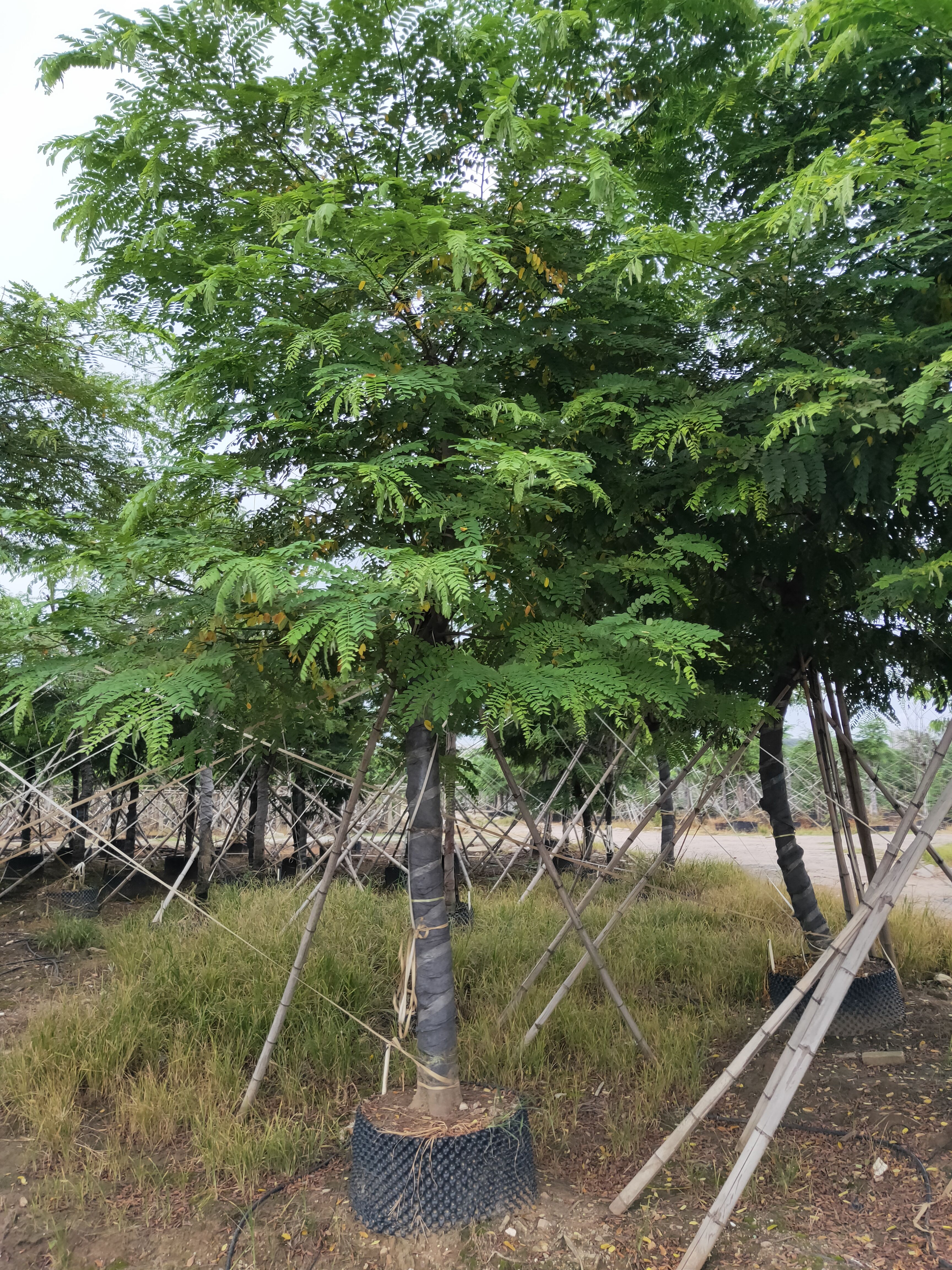 扁竹根 粉花山扁豆