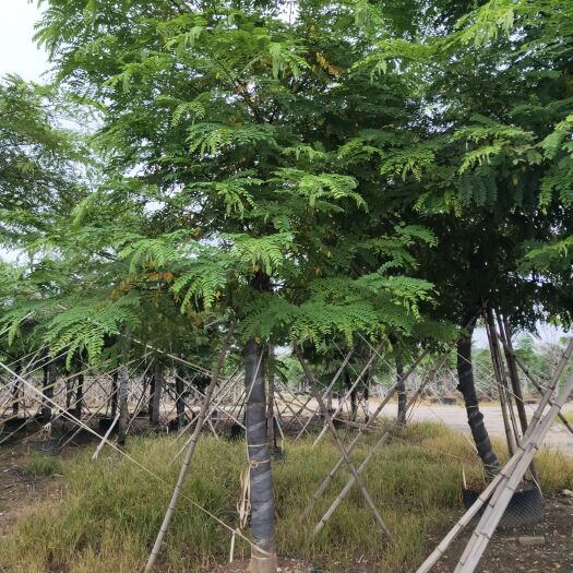 中山市扁竹根 粉花山扁豆