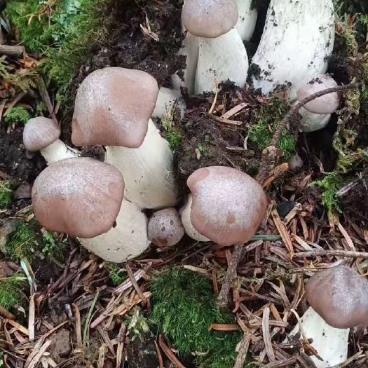 越西县草菇  野生菇