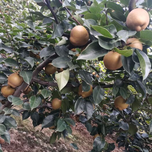 长沙 黄花梨
