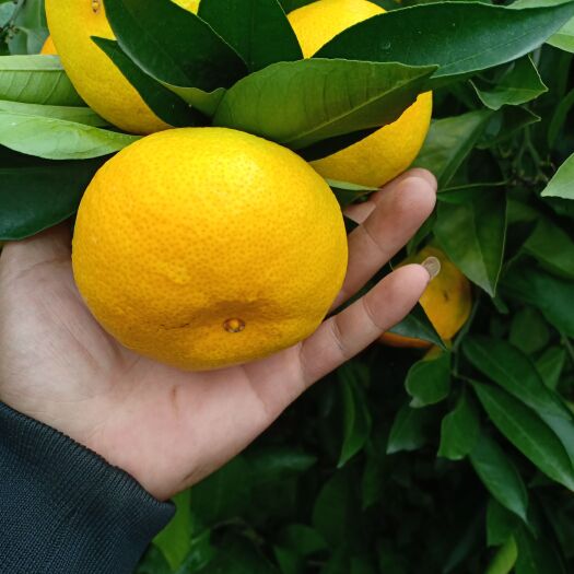 资阳蜜桔  四川特早蜜橘，皮薄味甜。8月中旬大量上市，欢迎各位老板来产地