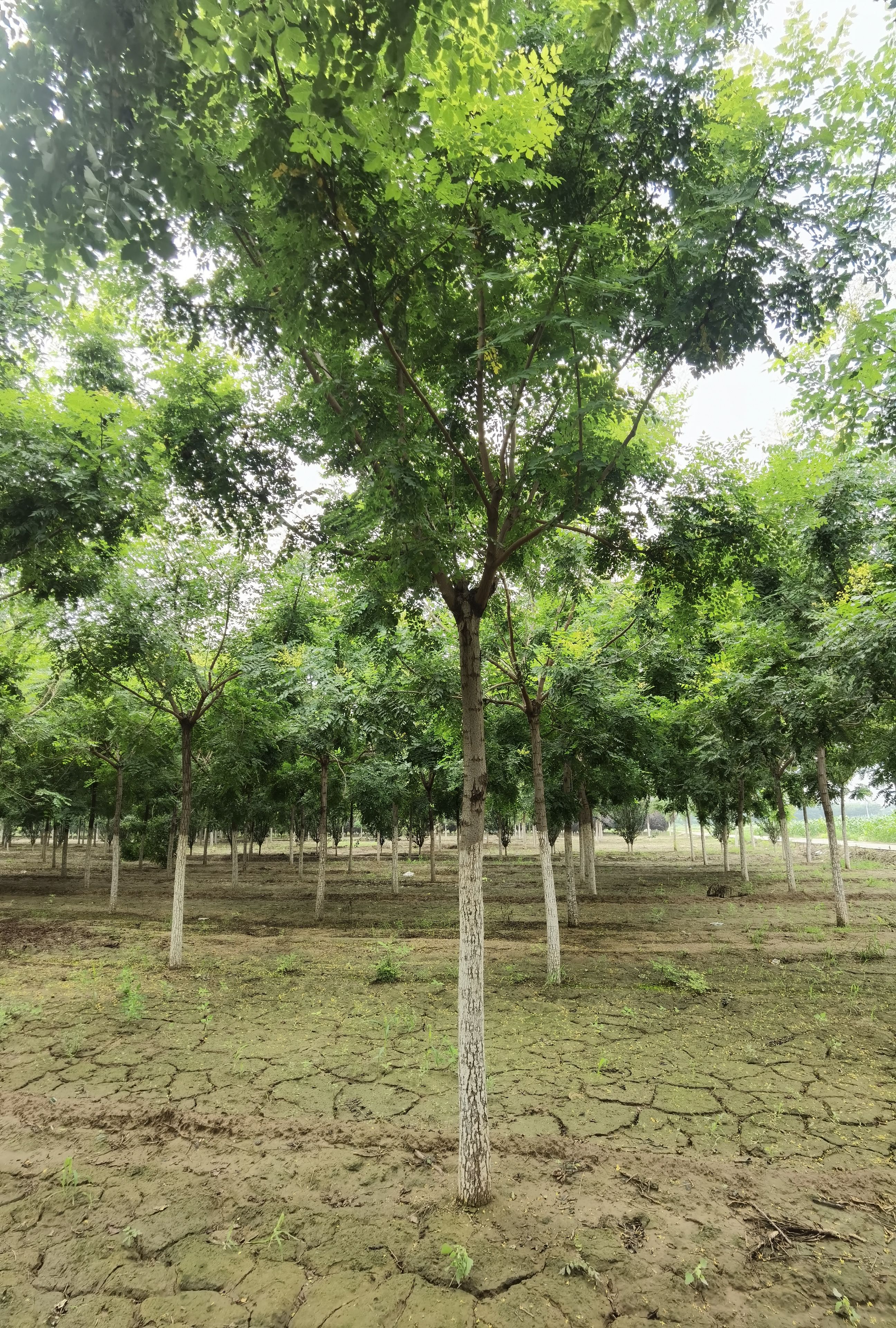 栾树 3-15公分精品北栾树大量销售中