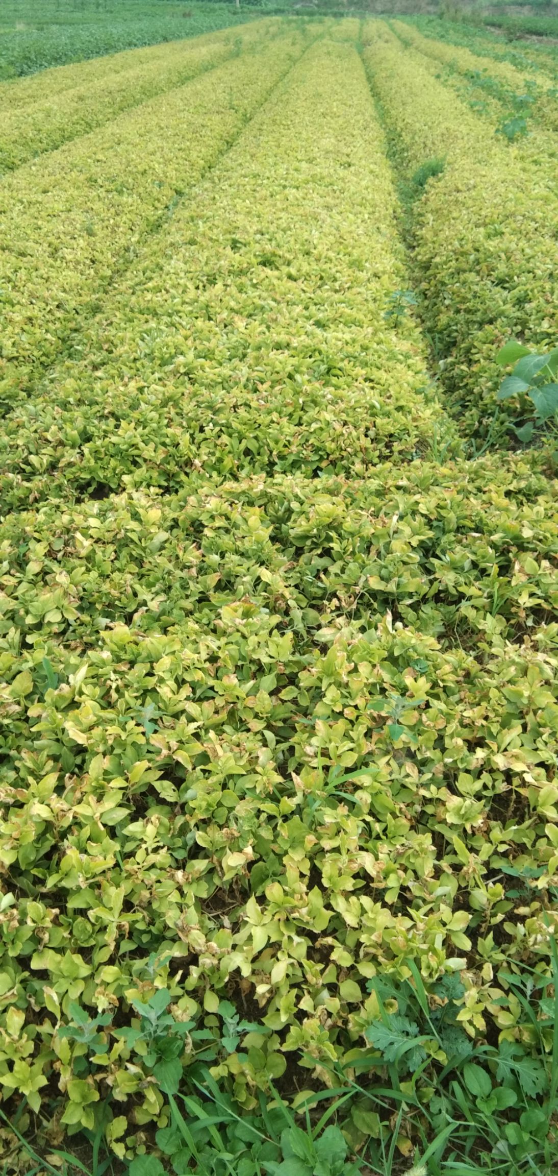 太子参，太子参味甘，性温。入心、脾、肺三经。