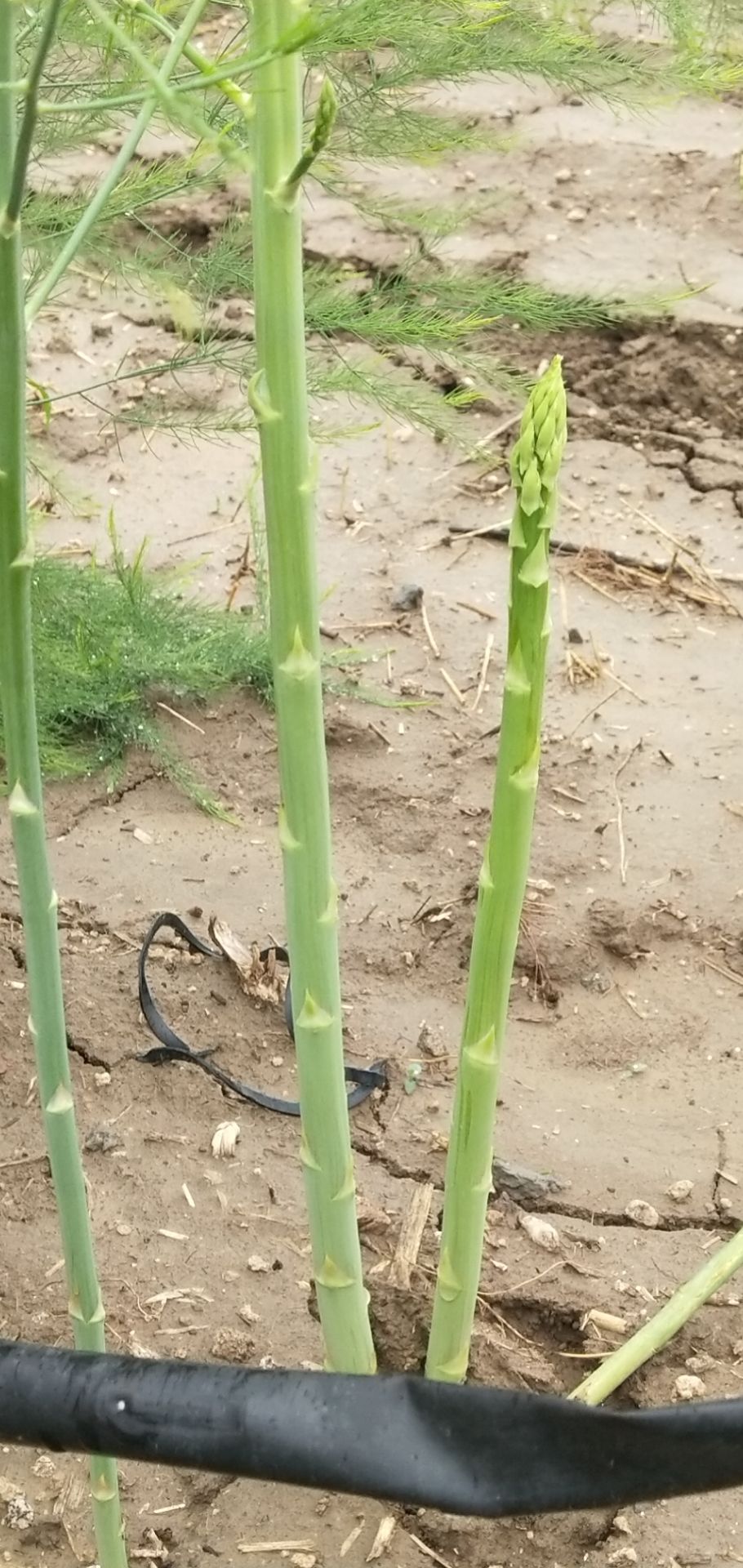 绿芦笋  芦笋