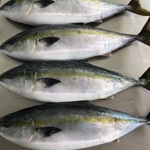 广州章红鱼  深海放血狮鱼青油甘鱼生刺身冰鲜海鲜整条 水产鲜活新品日料食材