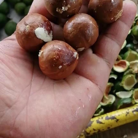 孟连县 夏威夷果 坚果