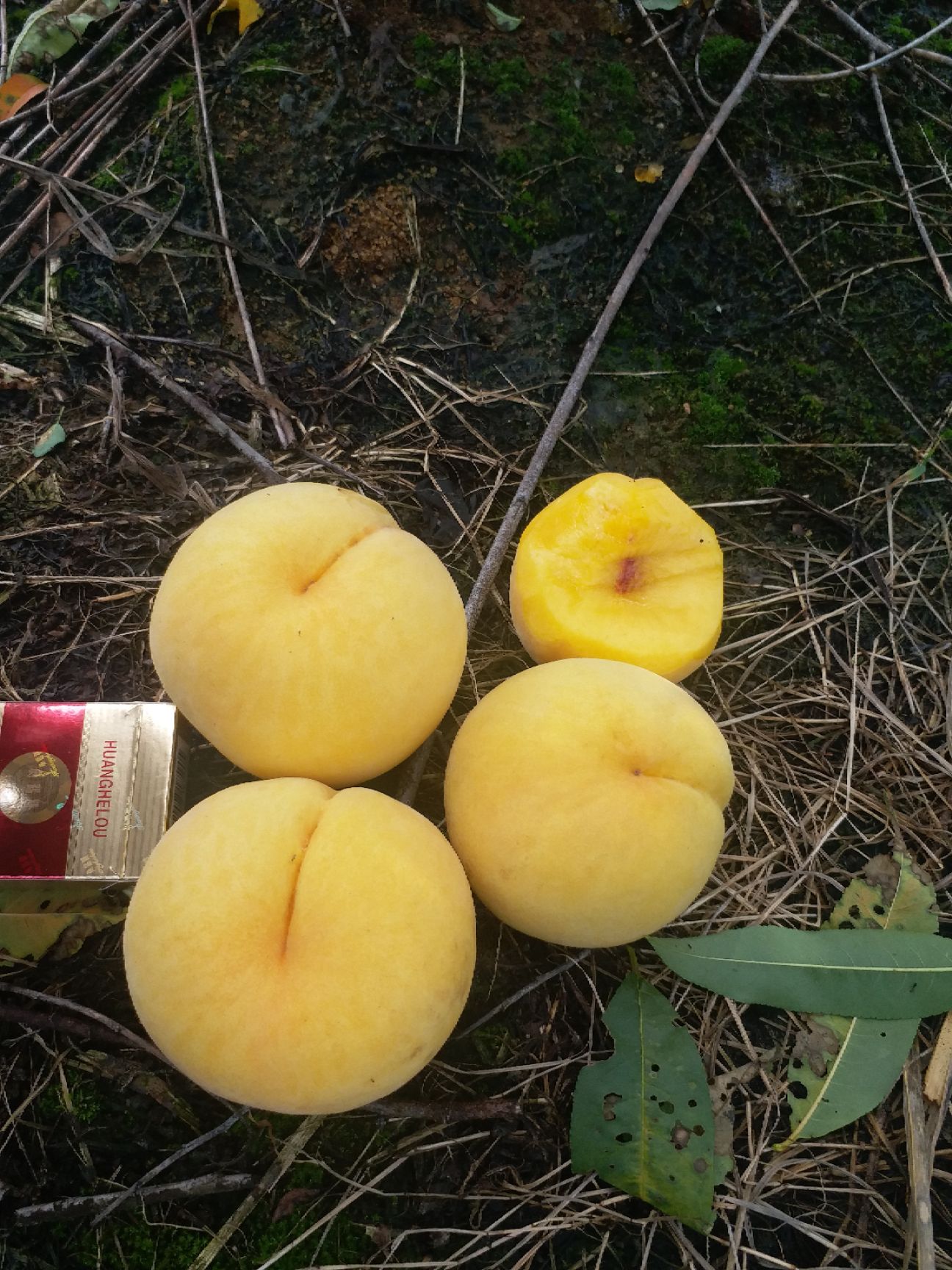  黄桃中的战斗机，锦绣黄桃，个头大，果型好看，肉质细腻浓香。