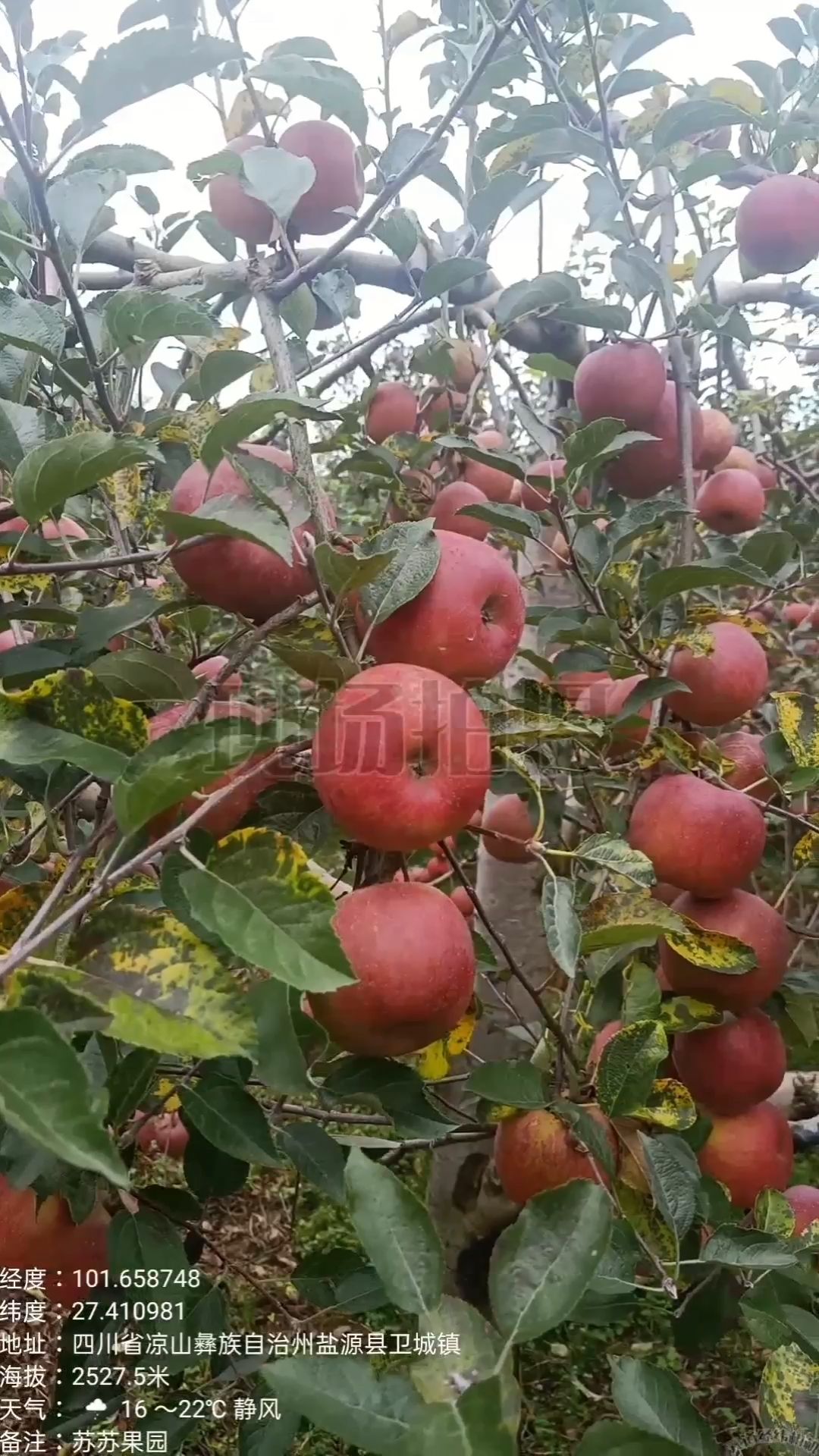 大凉山盐源县丑苹果红将军苹果
